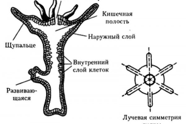 Кракен ссылка bazaonion com